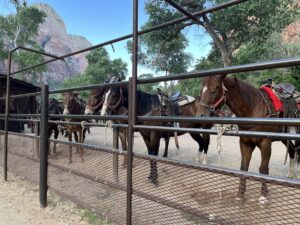 Zion National Park